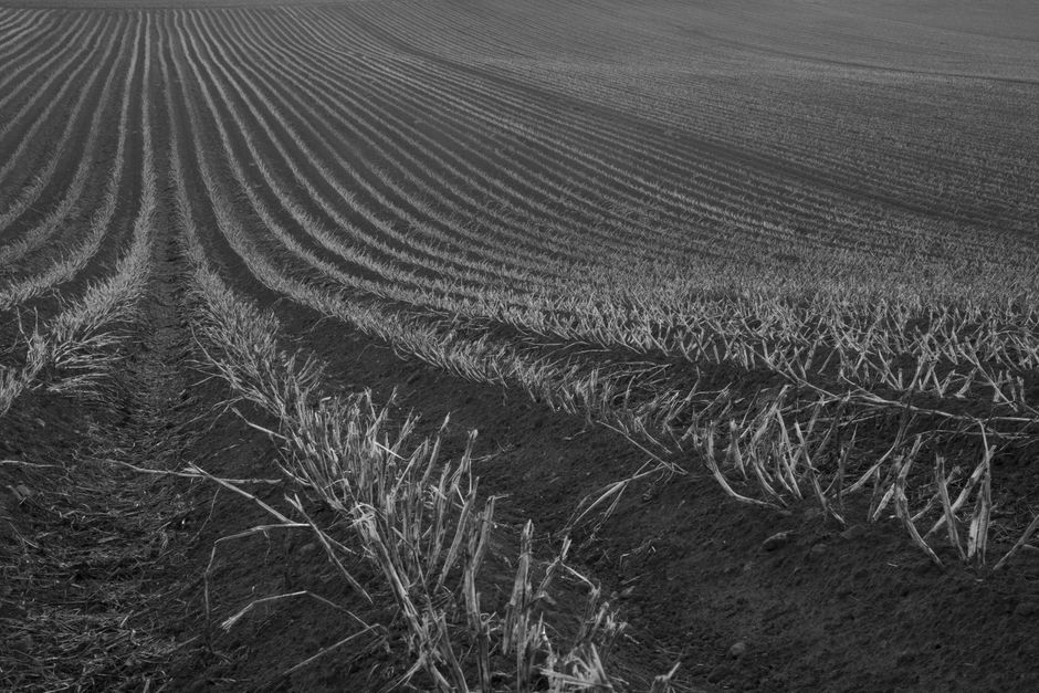 A black and white photo of neatly arranged crop rows in Snowshill, England, illustrating agricultural patterns.